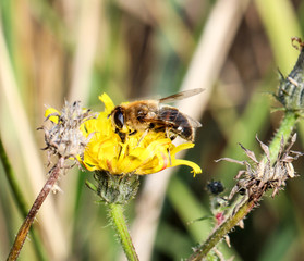 Biene auf einer gelben Blüte