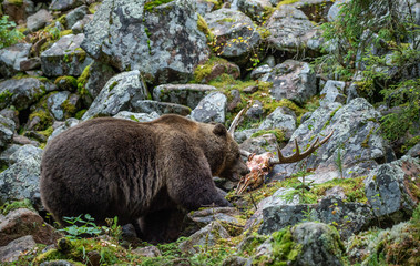 Bear and skul of moose.  A brown bear in the autumn forest. Adult Big Brown Bear Male. Scientific...