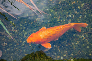 Carpe Koï dans le grand bassin du Palais Wallenstein à Prague