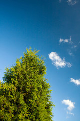 Obraz premium green tree and blue sky