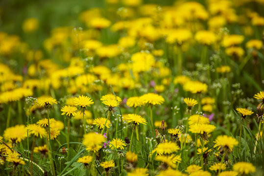Dandelion yellow flower growing on the green meadow in spring time, natoral seasonal floral background with copy space