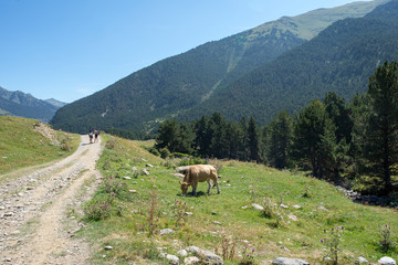 Cows on the road of Montgarri in the Valley of Aran