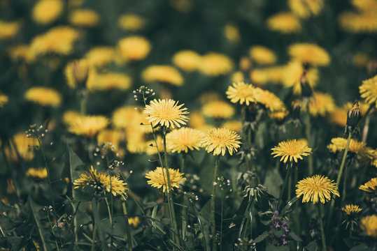 Dandelion yellow flower growing on the green meadow in spring time, natoral seasonal floral background with copy space