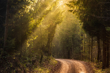 Fototapeta na wymiar Sun rays through the trees in foggy forest. Path through the forest