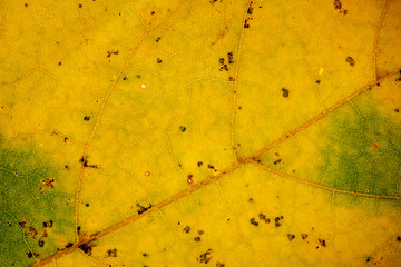 Beautiful detailed golden fall leaf macro - texture