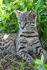 Naklejka na ściany i meble Geoffroy´s Cat in natural habitat, Ibera wetlands
