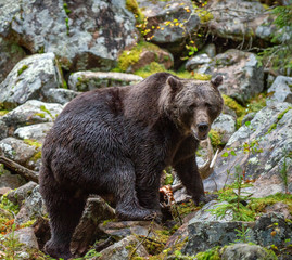 Obraz premium Bear on a rocks. A brown bear in the autumn forest. Adult Big Brown Bear Male. Scientific name: Ursus arctos.