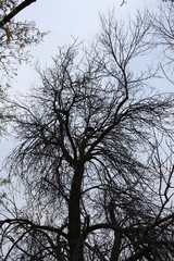 Spooky Halloween Tree