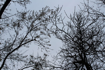 touching trees