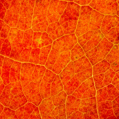 Beautiful detailed golden fall leaf macro - texture