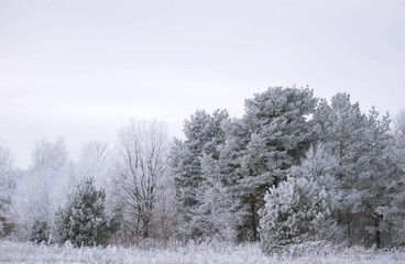 winter landscape with frozen trees