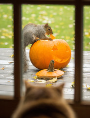 Squirrel eating a carved halloween pumpkin on a porch