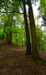 trees in the forest