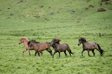 Naklejka na ściany i meble Herd of icelandic chestnut horses riding on the green meadow in Iceland
