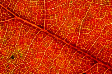 Fototapeta na wymiar Beautiful detailed golden fall leaf macro - texture