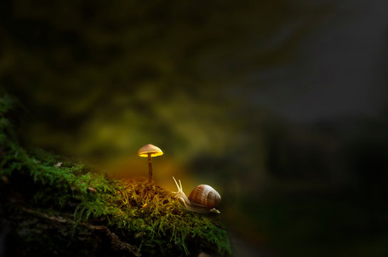 Fantasy forest with slug and glowing mushroom