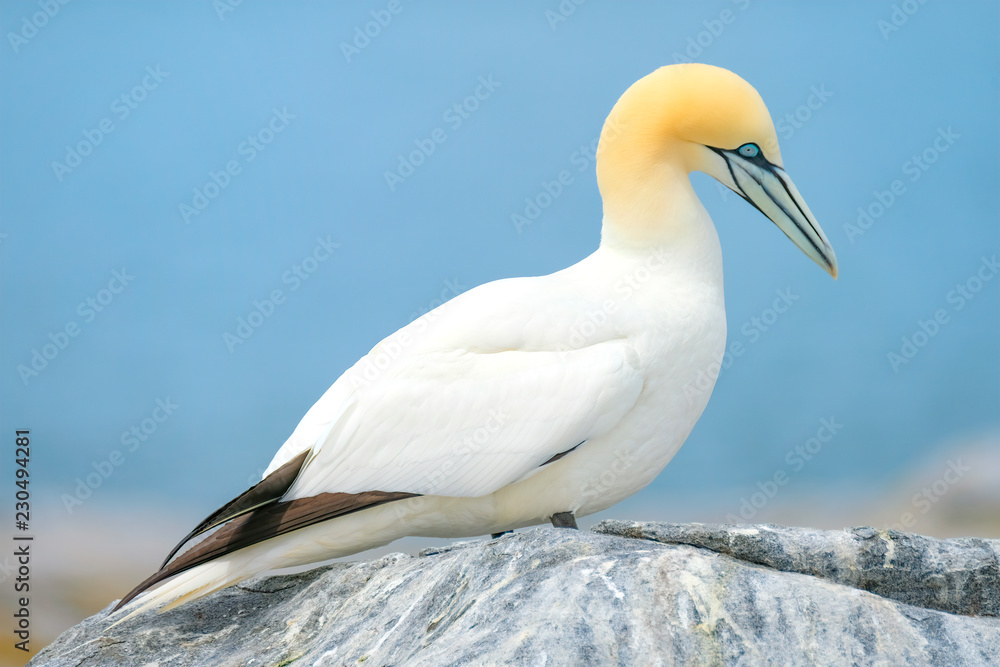 Wall mural Northern Gannet, Machias Seal Island