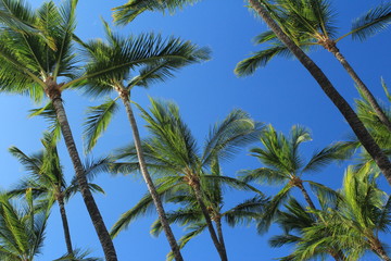 Fototapeta na wymiar palme tropicali su cielo azzurro