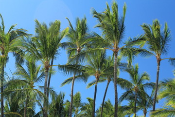 Fototapeta na wymiar palme contro cielo azzurro