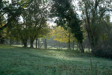 Gate, trees and field in autumn morning light near Shenington, Oxfordshire, England