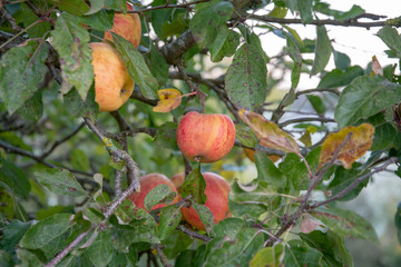 Autumn appes on treee