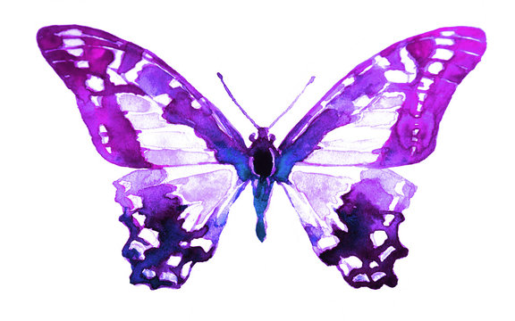beautiful pink  butterfly, isolated  on a white,watercolor
