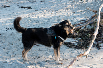 Hund am Weststrand auf dem Darß