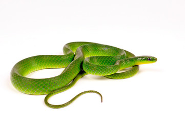 Chinesische Grasnatter (Cyclophiops major) - greater green snake