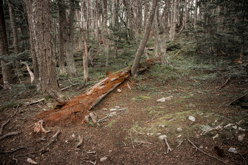 old tree Ushuaia
