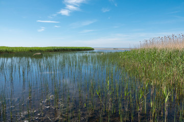 Shallow lake near the shore of the sea