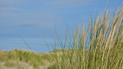 Dünenlandschaft am Meer in Zeeland, Niederlande