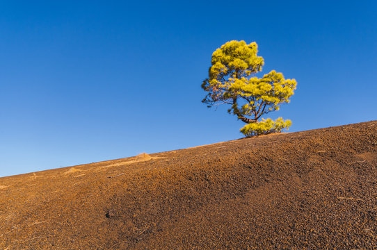 Un arbre isol&eacute; sur une montagne &agrave; la terre rouge &agrave; T&eacute;n&eacute;rife