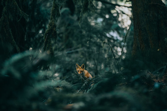 A fox in a forest