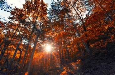 Obraz premium sun rays in autumn forest 
