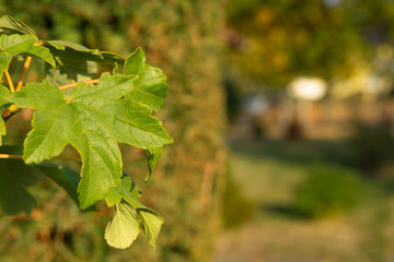 Beautiful autumn landscape with green Branch and sun. Colorful fol