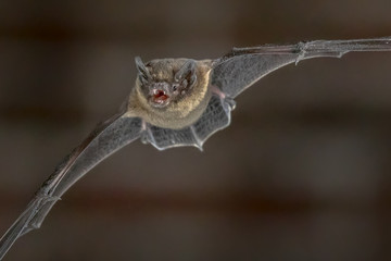 Flying Pipistrelle bat close up