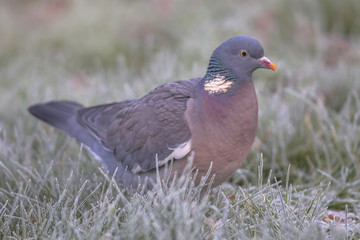Wood pigeon foraging in rimed grass