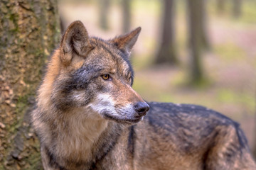 Obraz premium Wilk w lesie