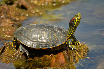 Gelbwangenschmuckschildkröte 