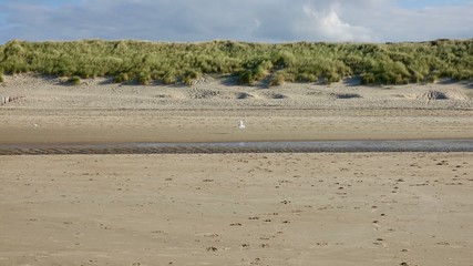 Dünenlandschaft am Meer in Zeeland, Niederlande
