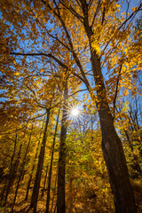 Obraz premium Falls beautiful Colourful trees of the Gatineau Hills.