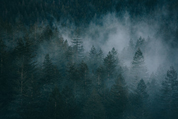 Aerial view of trees surrounded by misty clouds