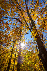 Obraz premium Falls beautiful Colourful trees of the Gatineau Hills.