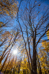 Falls beautiful Colourful trees of the Gatineau Hills.