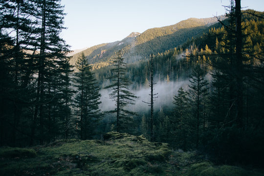 Landscape view of trees and mountains