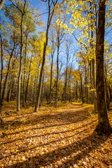 Obraz premium Falls beautiful Colourful trees of the Gatineau Hills.