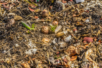 Agricultural food waste dump. Compost pit detail.