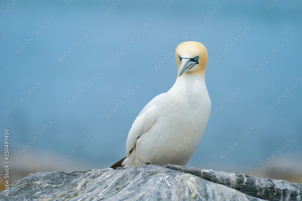 Wall mural Northern Gannet, Machias Seal Island