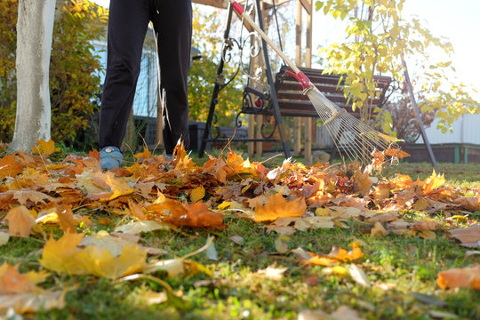 The cleaning of the fallen foliage in the garden by a sunny autumn day.