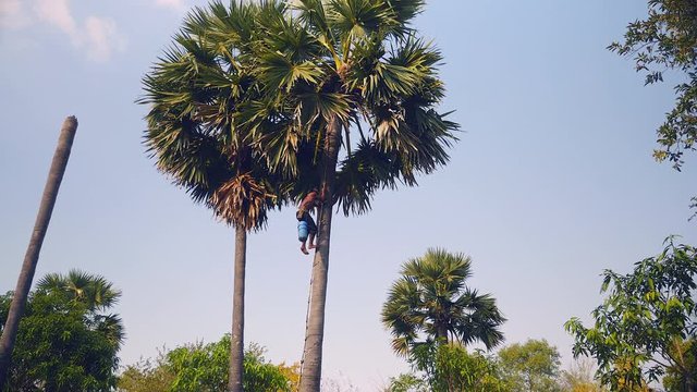 Toddy tapper climbing down a palm tree after harvested palm sap